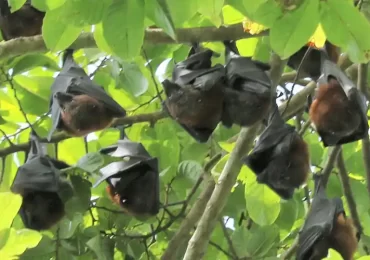 Ngezi rain forest bats