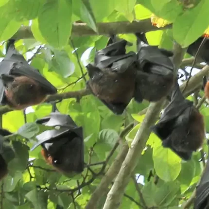 Ngezi rain forest bats