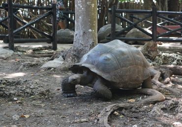 Prison Island giant land tortoises