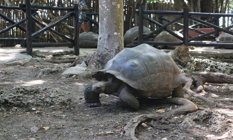 Go on a Prison Island tour on exotic Zanzibar