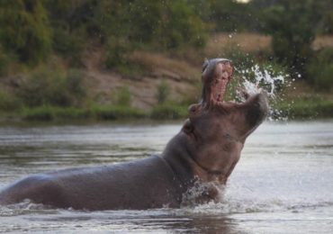 Selous Hippos