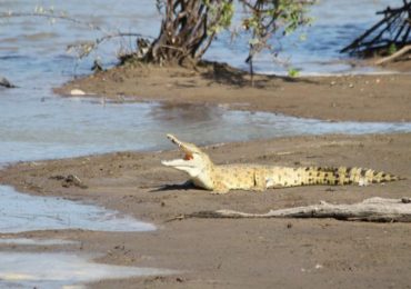 Selous crocodilles