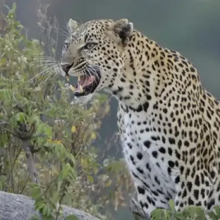 Serengeti Leopard