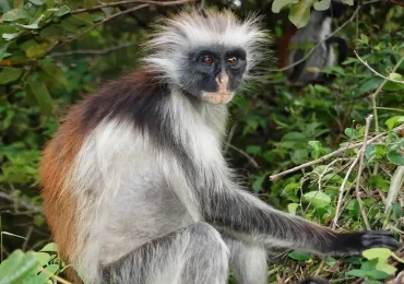 Jozani forest Monkey