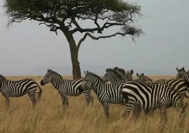 Zebras on the Serengeti Plains