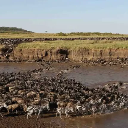 Serengeti National Park Wildebeest Migration