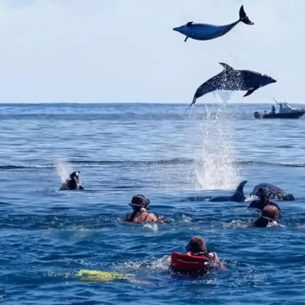 Sun Tours Zanzibar - Dolphin tours