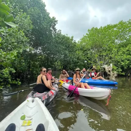 Uzi Island Mangrove swamp tour
