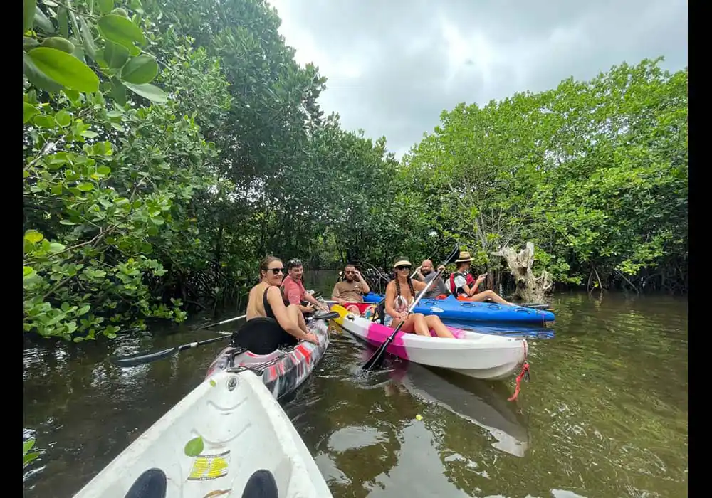 Uzi Island Mangrove swamp tour